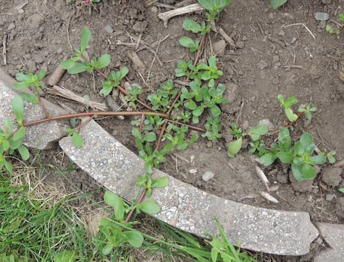 Purslane Weed