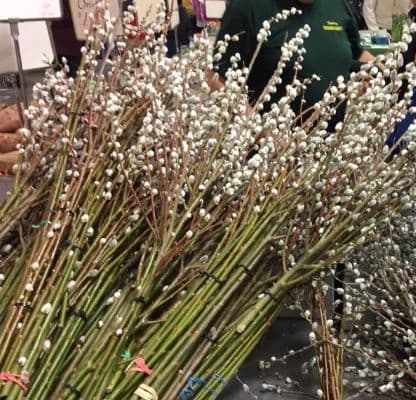 Pussy Willows