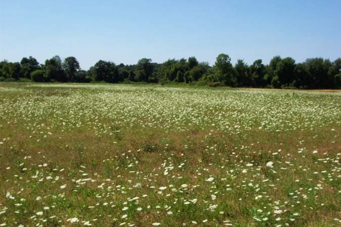How to Grow Queen Anne's Lace Wildflower Plant, plants