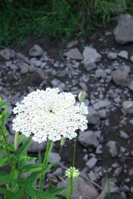 Queen Anne's Lace Flower. Wildflower plants