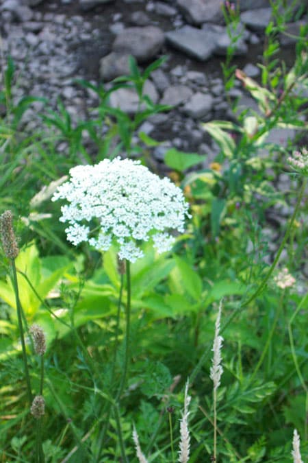Queen Anne's Lace Plant
