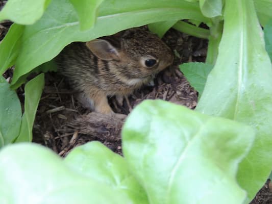 Rabbit Control, how to control rabbits