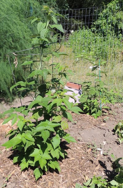 Raspberry Bush, how to grow raspberries