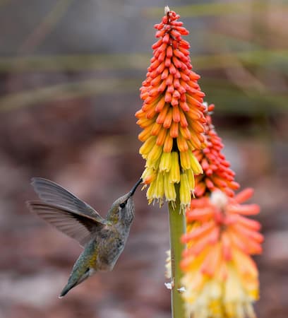 How to Grow Red Hot Poker Flower Plant