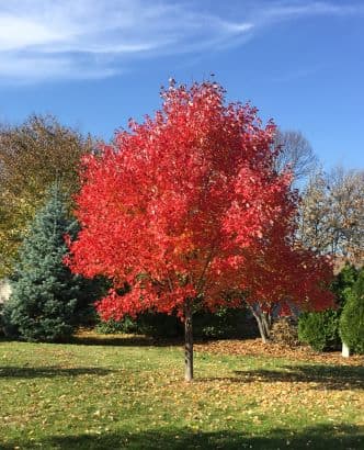 Red Maple