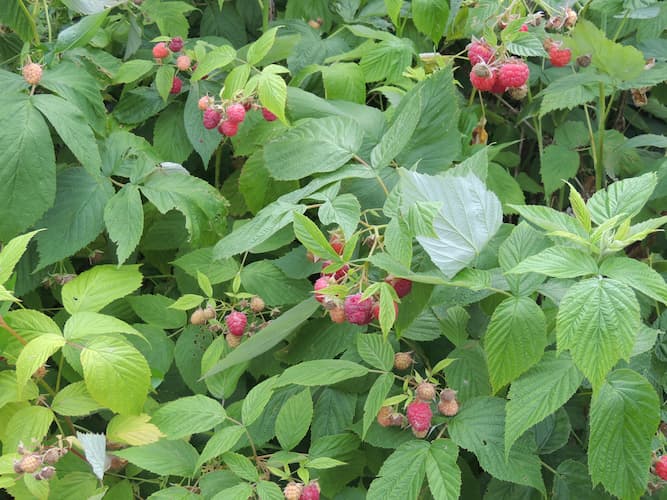 Red Raspberries Plant, How to Make berry pie, Raspberry jam