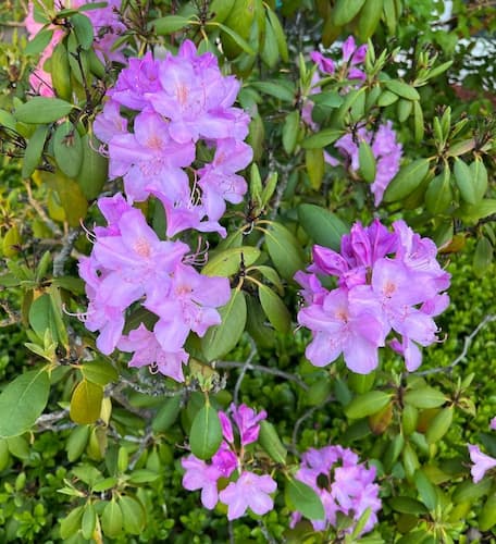 Rhododendron Bush