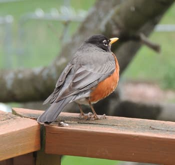 American Robin Female