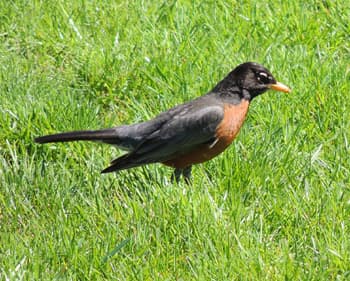 American Robin Male