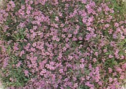 How to Grow Rock Soapwort Flowers. Perennials