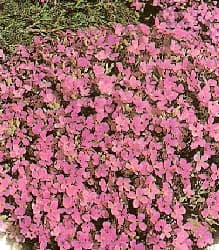How to Grow Rock Cress Flower Plants