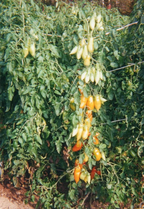 Roma and San Marzano Plum Tomato Plants