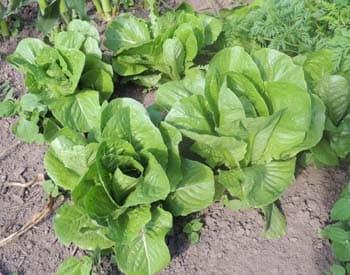 How to Grow Romaine Lettuce, home gardening tips 2015-01