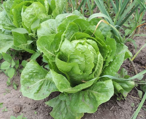 Romaine Lettuce Greens. How to make harvest recipe salad. lettuce soup recipe