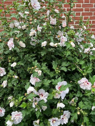 Rose of Sharon Whie