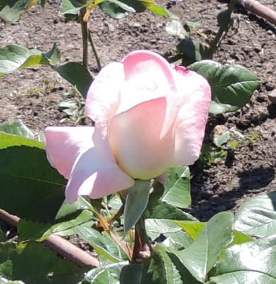 Rose 2017-03