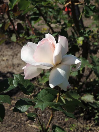 White Rose Flower