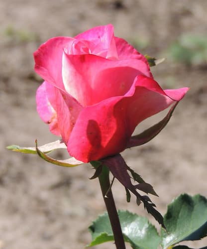 how to grow Roses Flower, home gardening tips, color of rose meaning