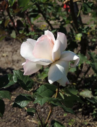 Rose Flower