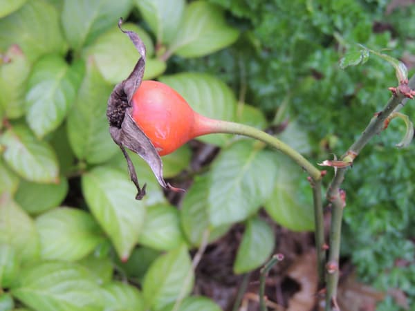 Rose Hips