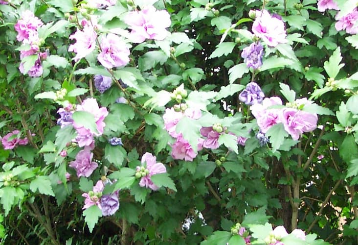 Rose of Sharon Bush