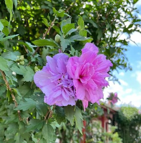 Rose of Sharon Flower