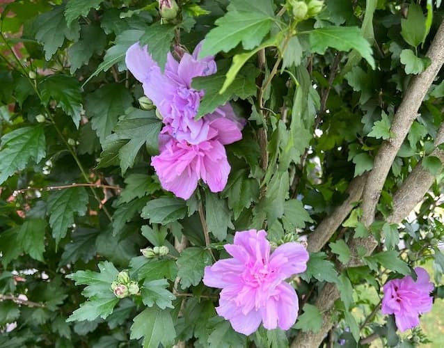 Rose of Sharon Flowers