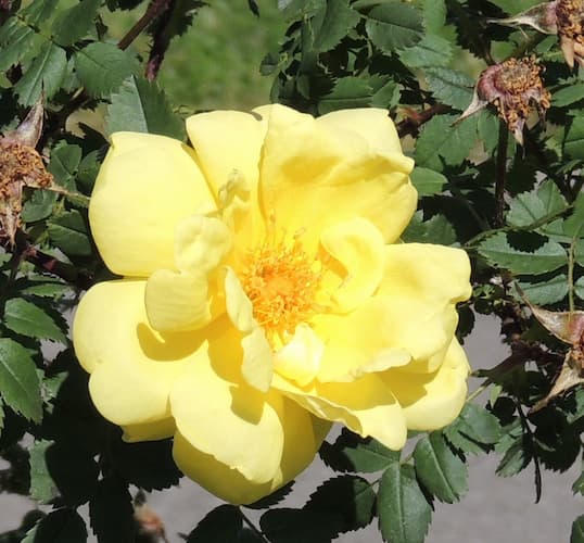 growing Yellow Roses