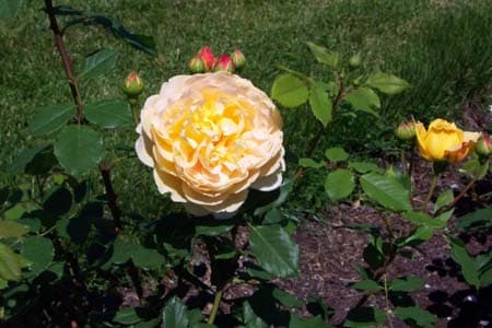 Peace Rose Flower