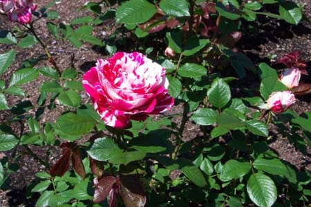 free to use Rose pictures