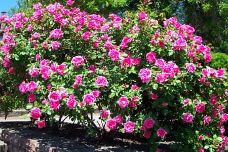 Rose 13