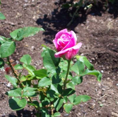 Rose 16