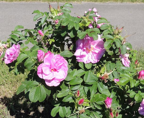 Rosebush 01