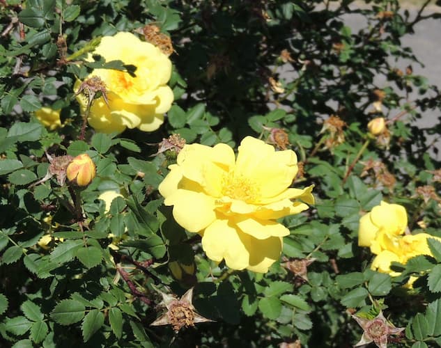 Rosebush 02