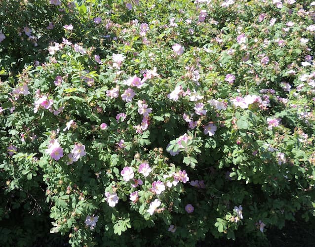 Rosebush 03