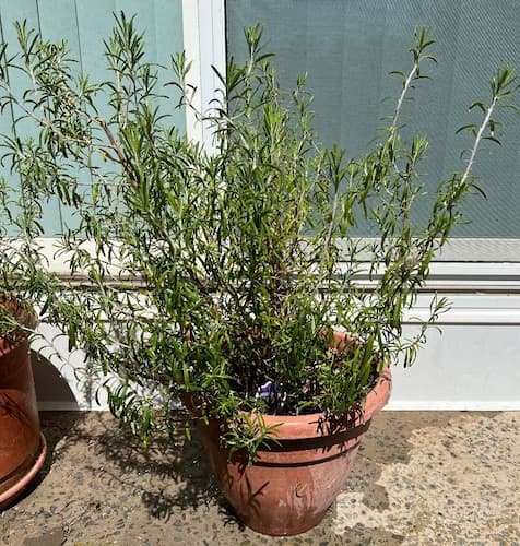Rosemary Herb