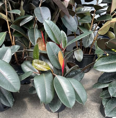 Rubber Tree Plants as indoor houseplants