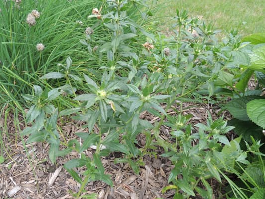 How to Grow Safflower Plant