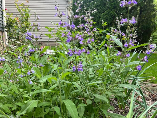 Sage Flowers 2023