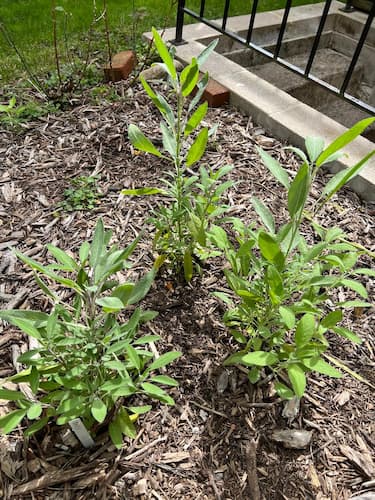 Sage Herb Plant