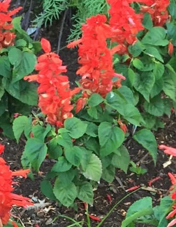 Salvia Flower Plants
