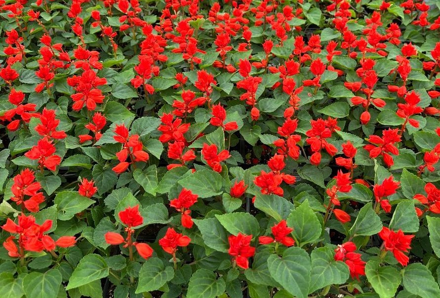 How to Grow Salvia Flowers Plant.