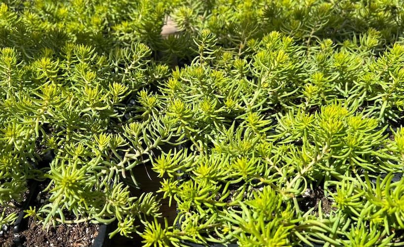 How to Grow Sedum Flowers. Sedum Succulents Plant.