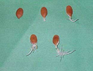 Seed Germination Test. Home gardening, how to grow