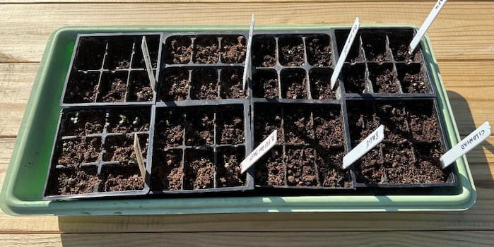 Seed Tray