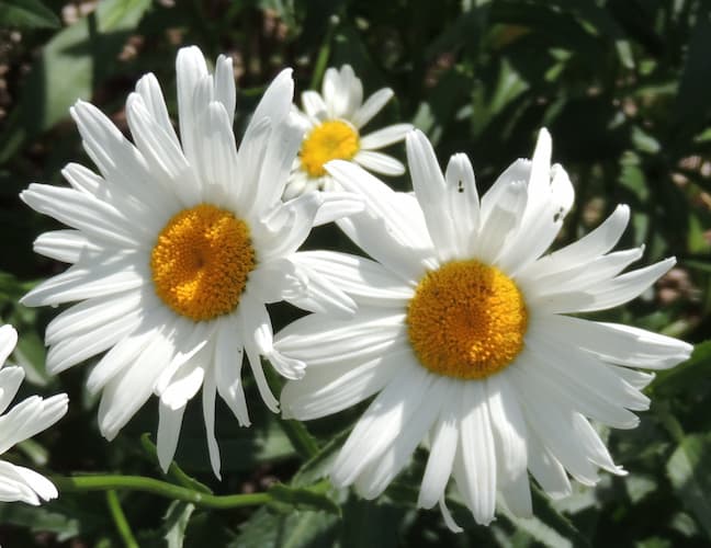 How to Grow Shasta Daisy Daisies Flowers Plant