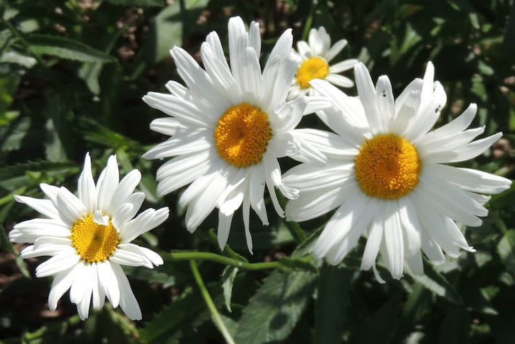 Shasta Daisy Flowers