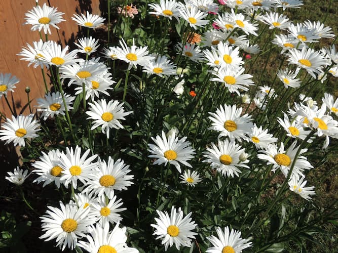 Shasta Daisy Plants
