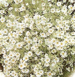 Snow in Summer Flower Plant