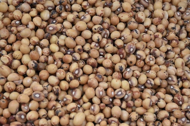How to grow soybeans plant